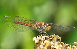 Dragonfly van Frank Herrmann