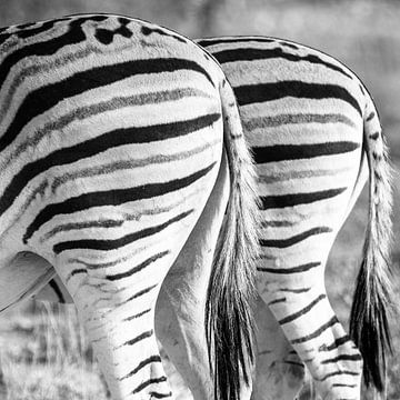 Zebra's van Henri Kok