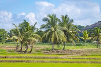 Rijstveld en Palmbomen landschap op Sri Lanka
