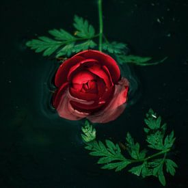 Riechen Sie an der Rose von Marjolein van Wikselaar