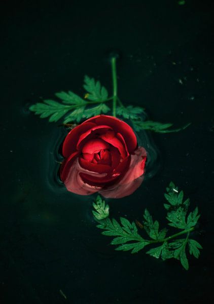 Riechen Sie an der Rose von Marjolein van Wikselaar