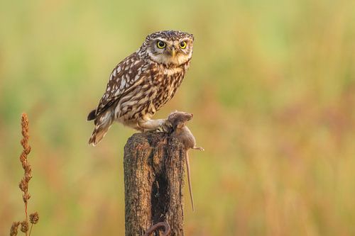 Pierre dans un pré avec une proie