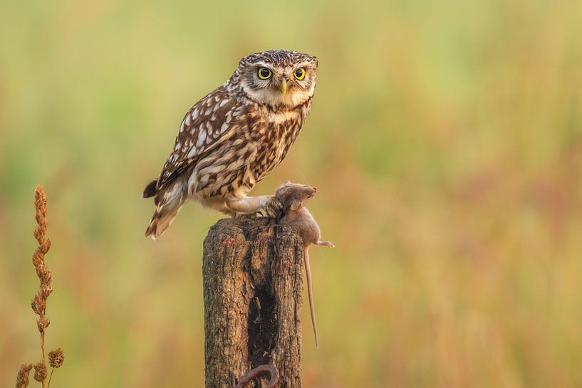 Stone in meadow with prey by Andy Luberti
