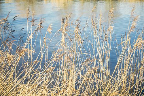 WInter Reed zum Fluss