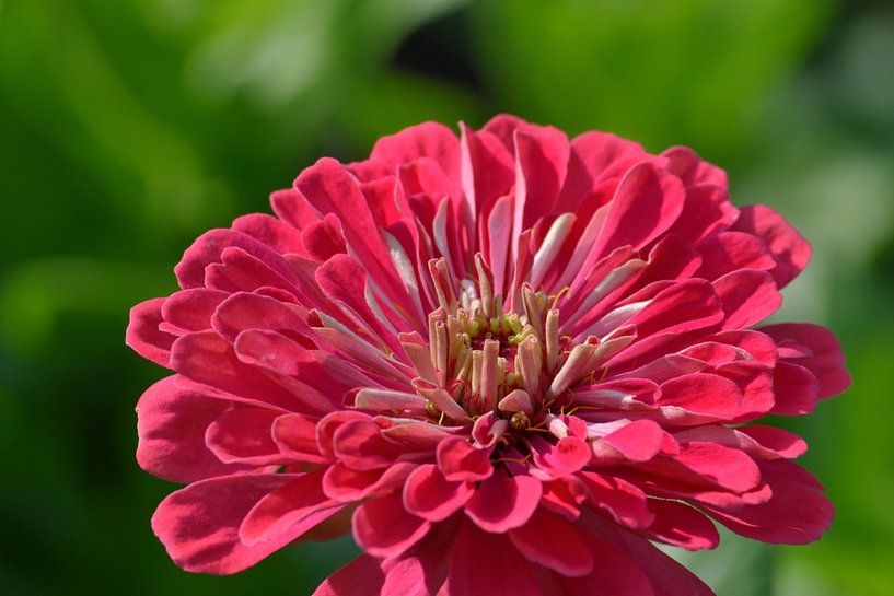 Close-up van een bloem van Atelier Liesjes
