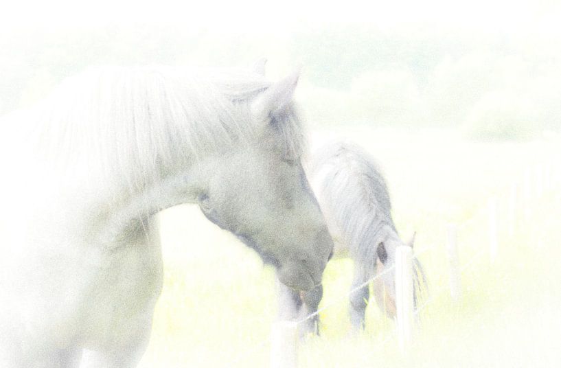Paarden van Greetje van Son
