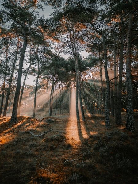 Harpes solaires après le lever du soleil dans une forêt d'automne par Daniël de Jong
