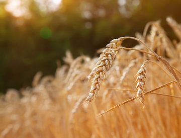 Grain field by Bo Valentino