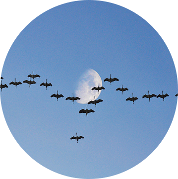 Kraanvogels met de maan van Corinne Welp