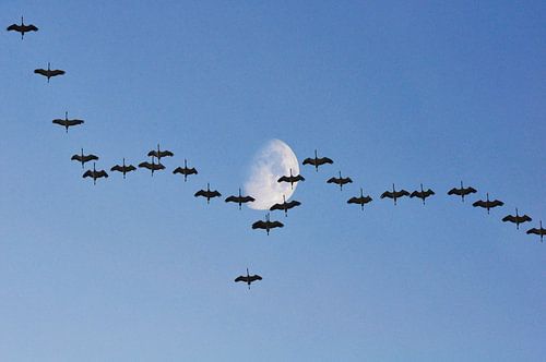 Kraanvogels met de maan