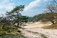 Dunes in North Brabant