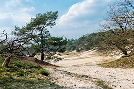 Dunes du Brabant-Septentrional sur Rob IJsselstein