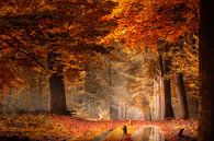 Moment der Stille (Niederländischer Herbstwald) von Kees van Dongen Miniaturansicht