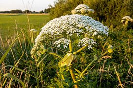 Berce du Caucase 1 sur 9 sur Adelheid Smitt