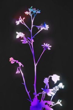 Bloei paarse bloemen van amini54