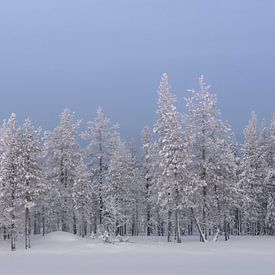 Finland by David Lawalata