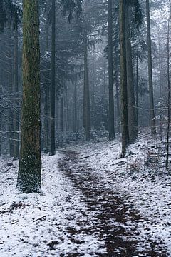 Sneeuw in een koud bos van Albert Lamme