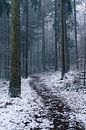 Schnee in einem kalten Wald von Albert Lamme Miniaturansicht