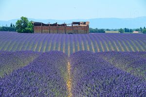 Blühender Lavendel in der Provence an einem Sommertag