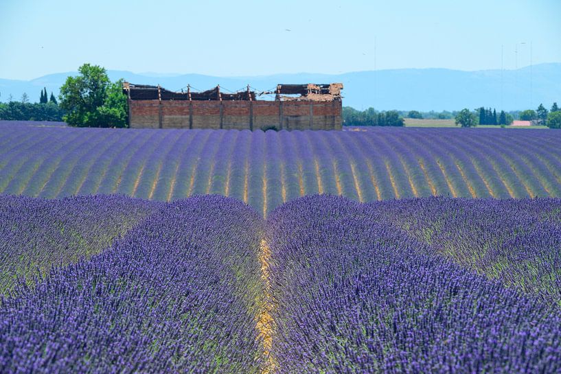 Blühender Lavendel in der Provence an einem Sommertag von Sjoerd van der Wal Fotografie