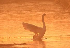Golden Rise – Swan in Morning Light
