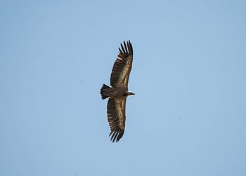 Gänsegeier