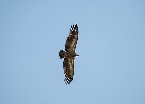 Gänsegeier
