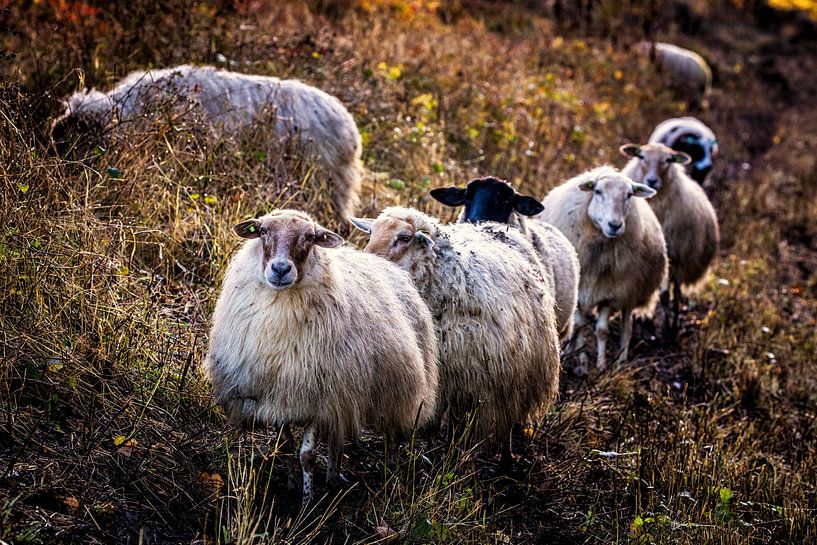 Schafe von Rob Boon