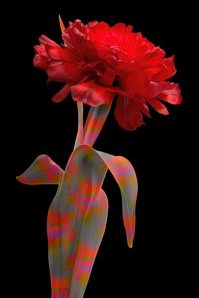 Dame en rouge par Klaartje Majoor