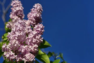 Lilas violet sur Ulrike Leone