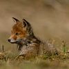 junger Fuchs von Wouter Van der Zwan