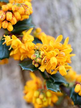 Grandioos Geel | Een prachtige tak met gele bloementjes van Wil Vervenne