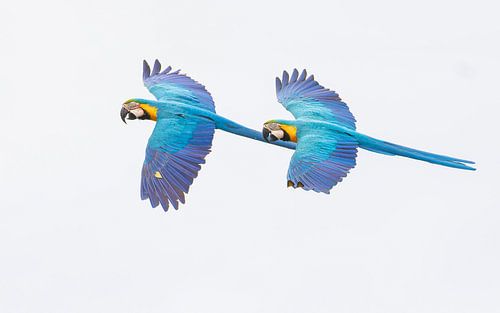 A pair of Blue-and-yellow macaws with a view of the upper wings