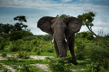 Elephant in Moremi Game Reserve, Botswana by Paula Romein