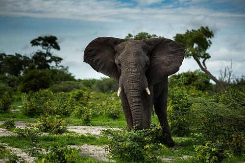 Elefant im Moremi-Wildreservat, Botsuana