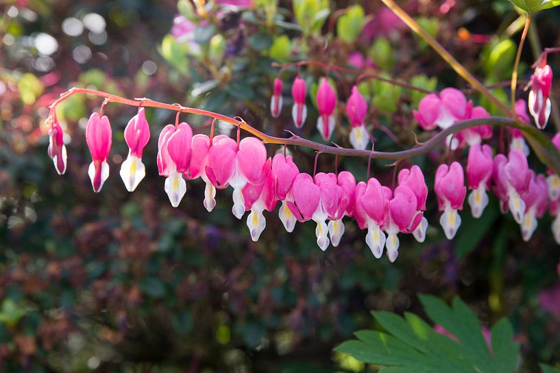 Verhoog de Elegantie van Je Ruimte met een Schitterende Roze Bloesemfoto van Eriks Photoshop