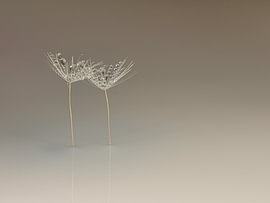 Gemeinsam in der Leere: Botanische, natürliche Eleganz von Marjolijn van den Berg