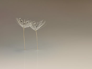 Ensemble dans le vide : l'élégance naturelle et botanique