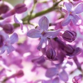 Close-up van paars lila gekleurde, geurende lentebloemen van de sering van Henk Vrieselaar
