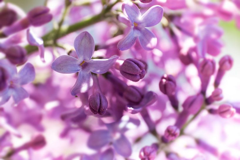 Close-up van paars lila gekleurde, geurende lentebloemen van de sering van Henk Vrieselaar