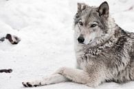 Een vrouwelijke wolf liegt... van Michael Semenov thumbnail