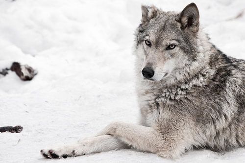 Een vrouwelijke wolf liegt...