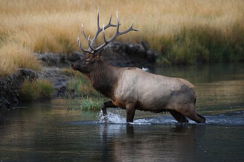 Eland (Wapiti), Cervus elephas, Yellowstone National Park, Wyoming