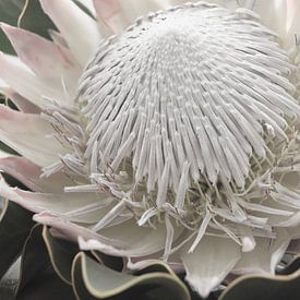 Protea (1) van Carla Mesken-Dijkhoff