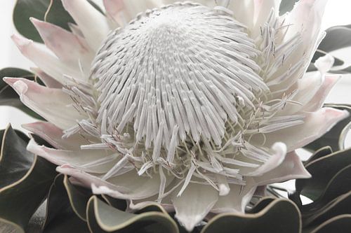 Protea (1)