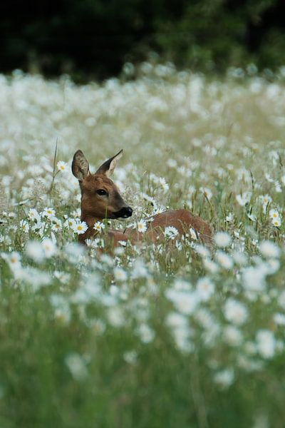 Ziege zwischen Gänseblümchen von NatureBliss