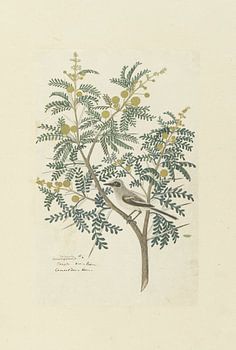 Robert Jacob Gordon - Akazie Karroo Hayne