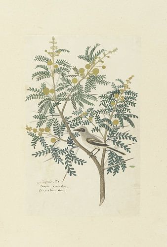 Robert Jacob Gordon - Acacia Karroo Hayne