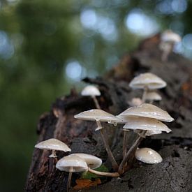 Eine Gruppe von Pilzen auf einem toten Baum von Christian Van Ettekoven