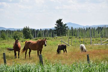 Paarden in een weiland in de zomer van Claude Laprise